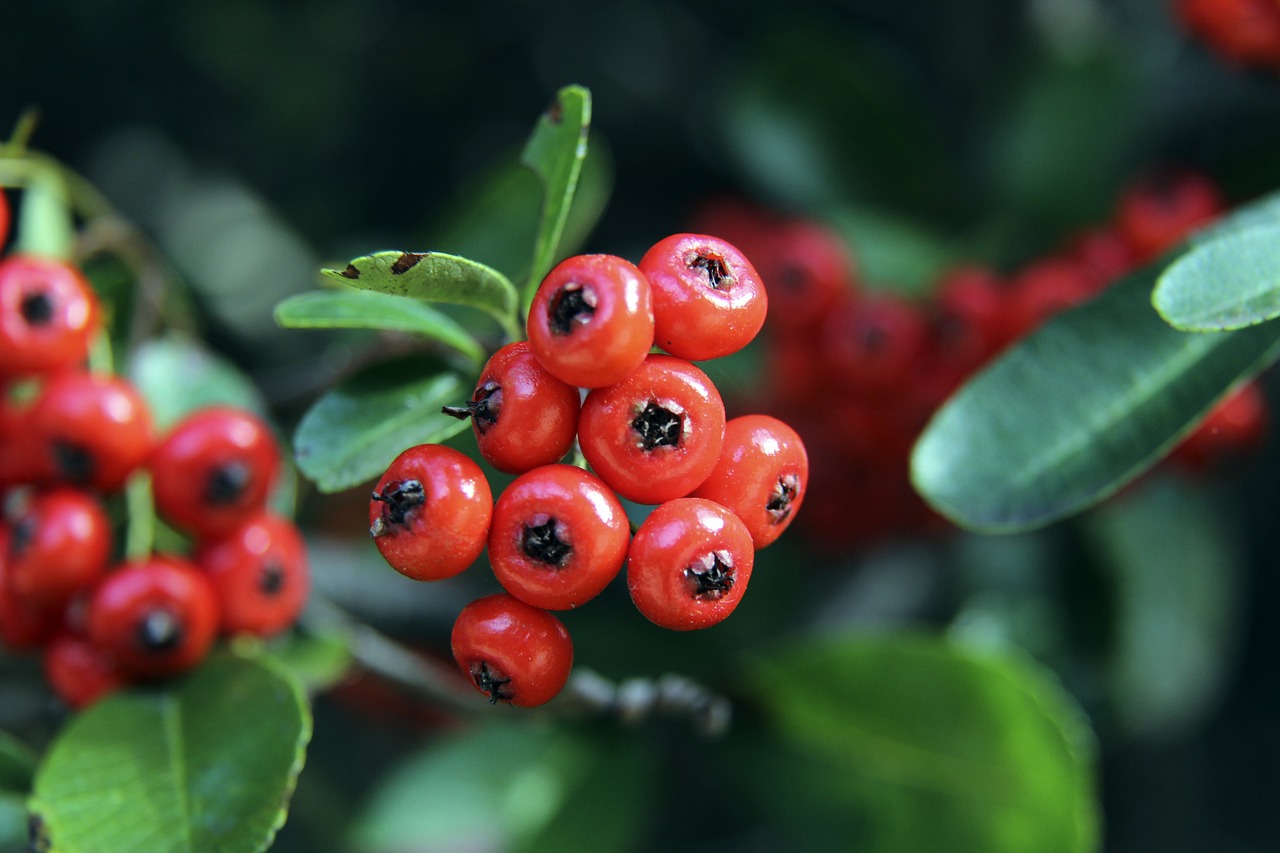 伯恩茅斯欲留塞梅约至赛季末，英超五强关注其解约条款